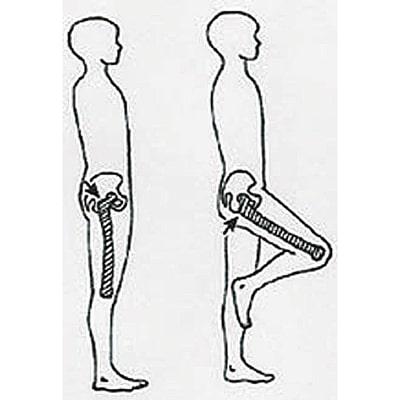 Image of where to measure around the hip circumference. 